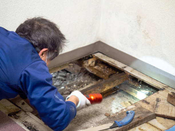 Best Attic Mold Remediation in Home Garden, CA