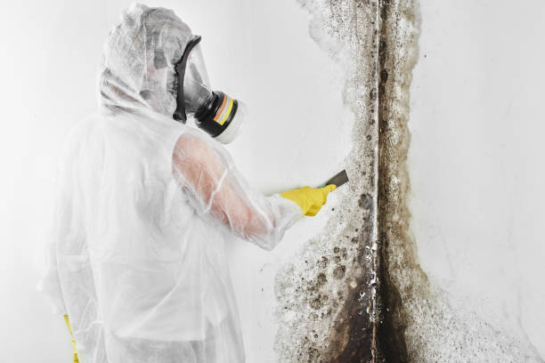 Best Health and Safety Mold Remediation in Home Garden, CA