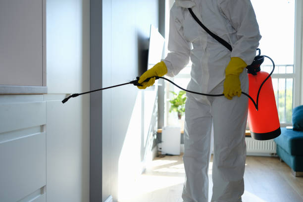 Best Basement Mold Remediation in Home Garden, CA