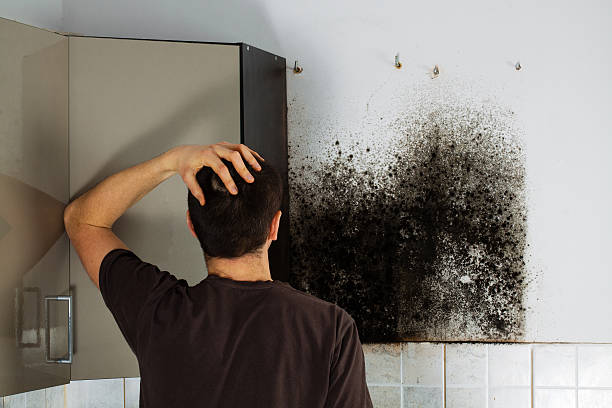 Best Health and Safety Mold Remediation in Home Garden, CA