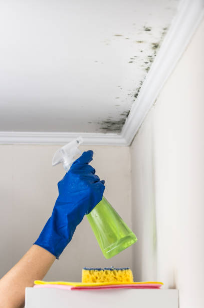 Best White Mold Remediation in Home Garden, CA