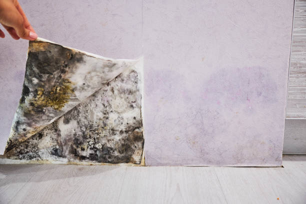 Best Bathroom Mold Remediation in Home Garden, CA